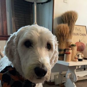 Meet your Posher, Cole